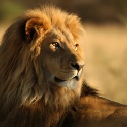 leon.1600105011 - ¿Cómo detectar una escoliosis?