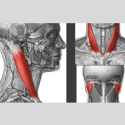 portada 1 escalenos min.1604465152 - Musculos escalenos. Cómo afectan al dolor cervical.