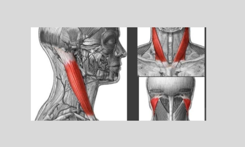 portada 1 escalenos min.1604465152 - Musculos escalenos. Cómo afectan al dolor cervical.