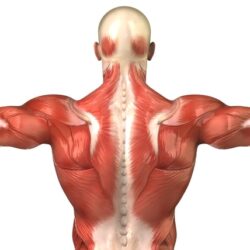 portada fascia toraco.1670266368 - La fascia toracolumbar y su relación con el dolor de espalda.