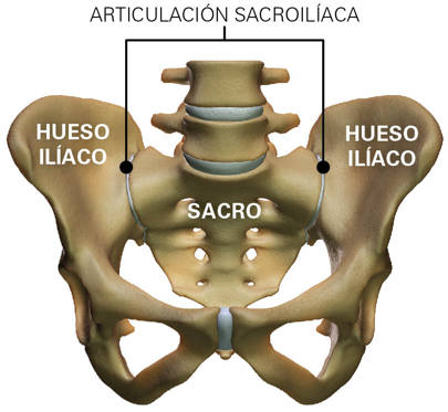 articulacion sacroilíaca