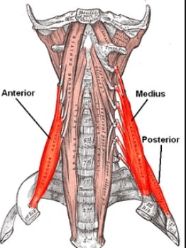 Musculos escalenos. Cómo afectan al dolor cervical. 2 Músculo escaleno medio