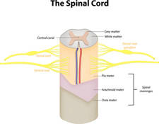 SÍNDROME POST-LAMINECTOMIA. Complicaciones de la cirugía de columna 3 meniges
